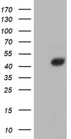 Fetuin A Antibody