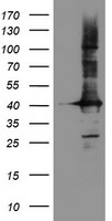 CRYZL1 antibody