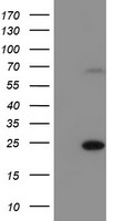 C6orf64 (SAYSD1) antibody