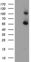 RBM46 antibody