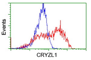 CRYZL1 antibody