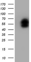LIM1 (LHX1) antibody