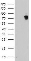 LRRC50 (DNAAF1) antibody