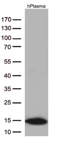 Cystatin C (CST3) antibody