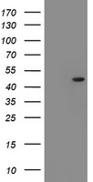 PEDF (SERPINF1) antibody