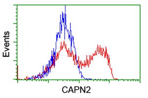 Calpain 2 (CAPN2) antibody