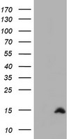 Cystatin SA (CST2) antibody