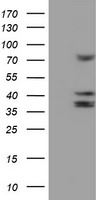 Cytochrome P450 2B6 (CYP2B6) antibody