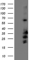 C5orf19 Antibody