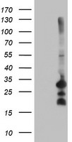 C5orf19 Antibody