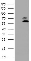 Coatomer subunit delta (ARCN1) antibody