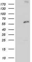 PSMD3 antibody
