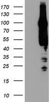 AGAP1 antibody