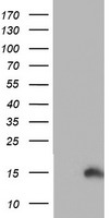 PFD6 (PFDN6) antibody