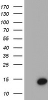 Cystatin S (CST4) antibody