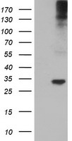 TPSG1 Antibody