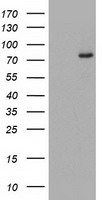 C1S antibody