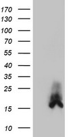 DUSP23 antibody
