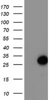 ARL11 antibody