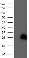 RHOD antibody