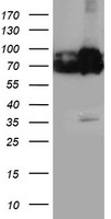 ERp72 (PDIA4) antibody