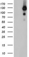 USP10 Antibody