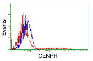 CENPH antibody