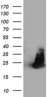 FAM119A (METTL21A) antibody