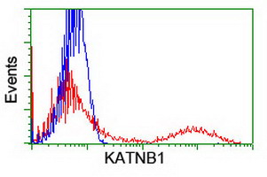 katanin p80 (KATNB1) antibody