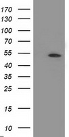 APBB3 antibody