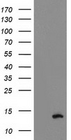 PDE6 gamma (PDE6G) antibody