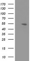 APBB3 antibody