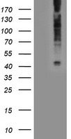 EDG2 (LPAR1) antibody