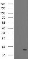 PDE6 gamma (PDE6G) antibody
