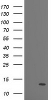PDE6 gamma Antibody