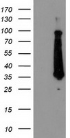 FAM119A Antibody