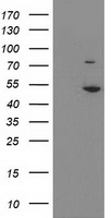 EIF2B3 antibody