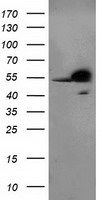 RbAp46 (RBBP7) antibody