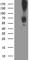 Ribophorin I (RPN1) antibody