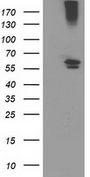 Cytochrome p450 2J2 (CYP2J2) antibody