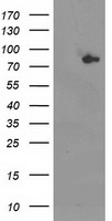Acetyl CoA synthetase (ACSS2) antibody