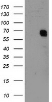 TFIIF (GTF2F1) antibody