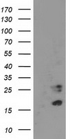 CDKN3 Antibody