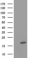 FABP2 antibody