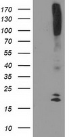 DAND5 antibody