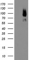 LGALS3BP antibody