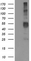 TMPRSS5 Antibody