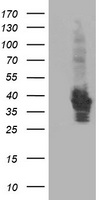 HSPBP1 Antibody