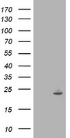 IFI35 Antibody