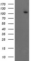XPF (ERCC4) antibody